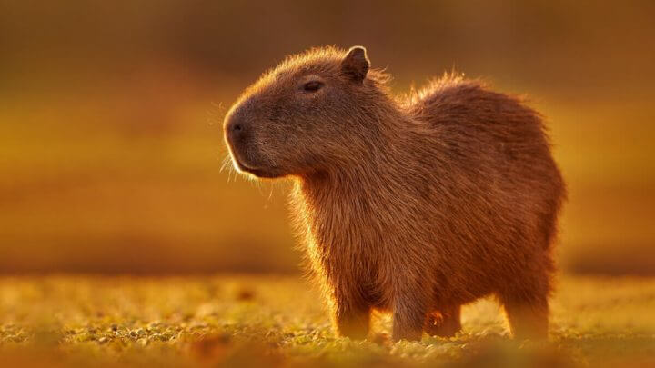 Capivara