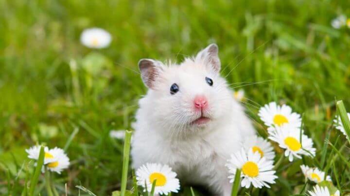 Hamster branco no jardim