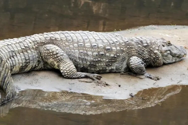 Jacaré Fritz vive no rio Cachoeira desde o início dos anos 2000, ao menos