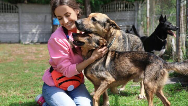 Voluntária com cães no abrigo de animais ao ar livre