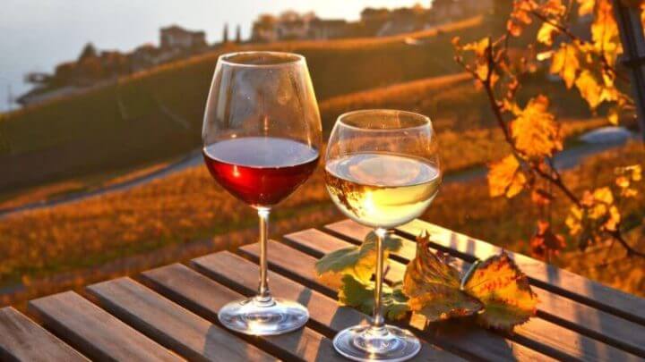 Vinho contra vinhas em Lavaux, Suíça