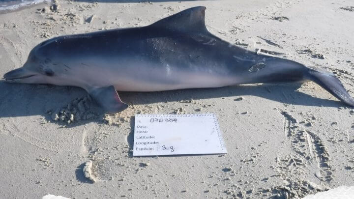 Um dos quatro botos-cinzas encontrados no Litoral Norte no último mês