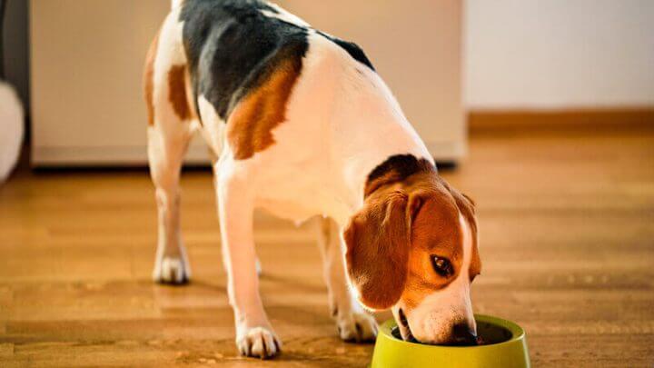 Cachorro comendo em um recipiente verde
