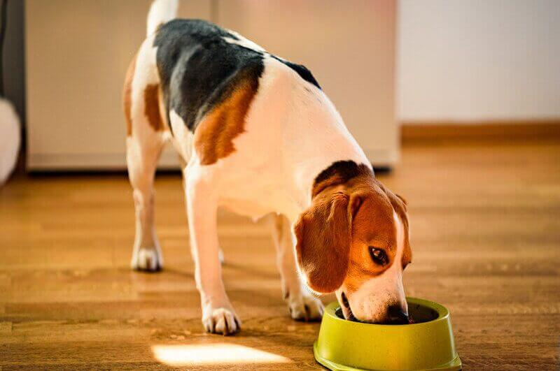 Cachorro comendo em um recipiente verde