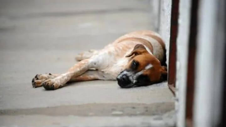 Projeto sobre condução de cães foi apresentado pela prefeitura, mas recebeu emendas