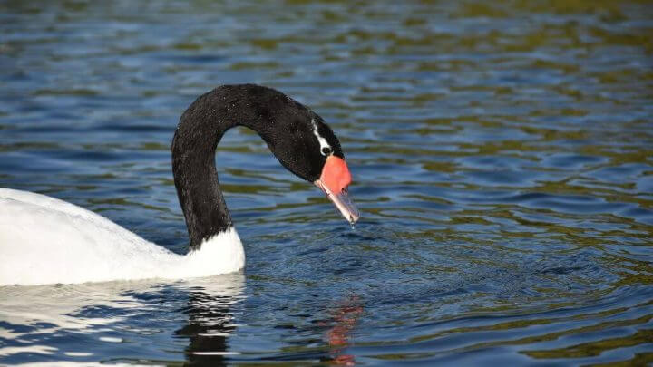 cisne.freepik