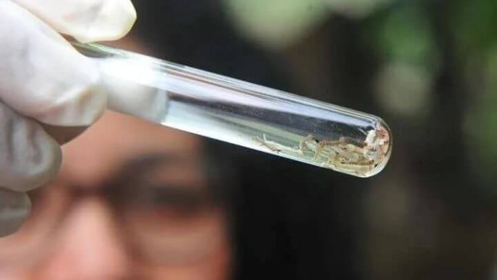 Joinville tem 8,3 mil casos confirmados de dengue neste ano