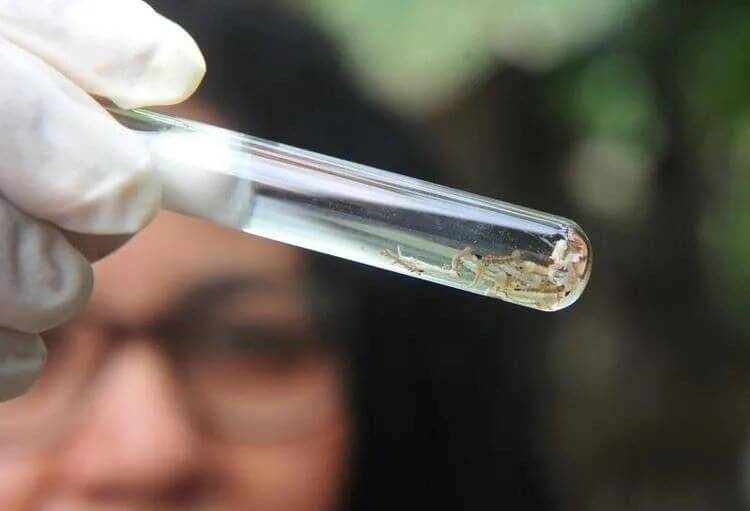 Joinville tem 8,3 mil casos confirmados de dengue neste ano