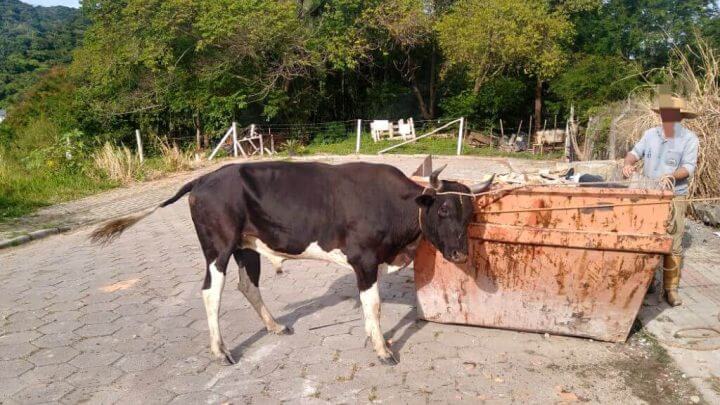 farra do boi
