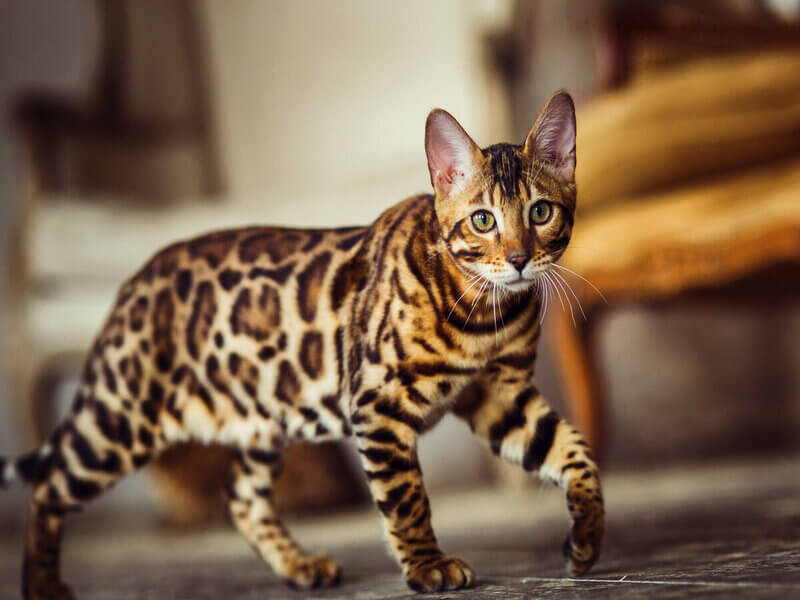 Gato da raça bengal andando em uma sala de estar