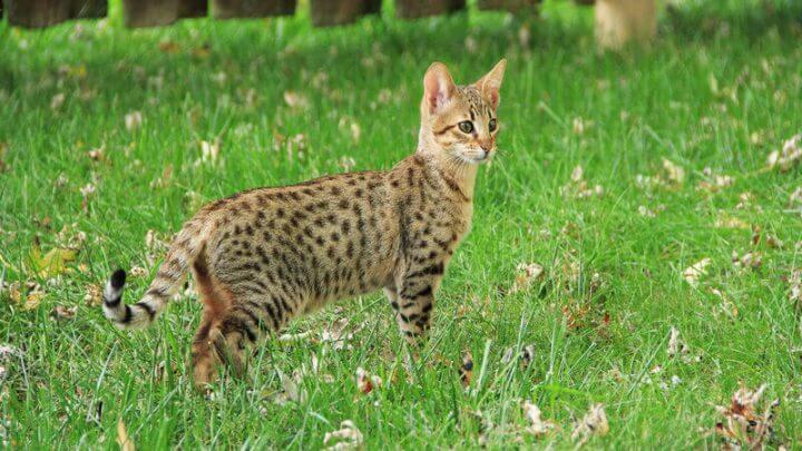 Gato da raça savannah andando em um quintal com grama
