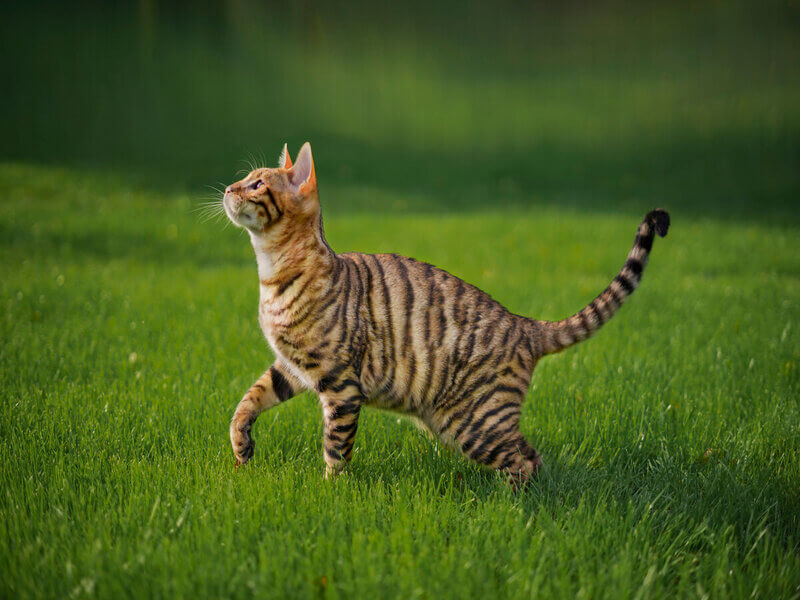 Gato da raça toyger andando na grama