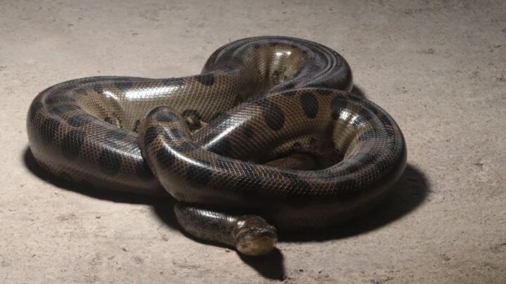 sucuri-verde "anaconda"