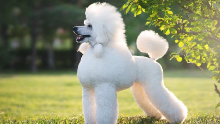 Poodle com pelagem branca com tosa leão. Ele está em área verde