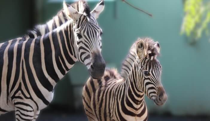 Mãe e filhote de zebra