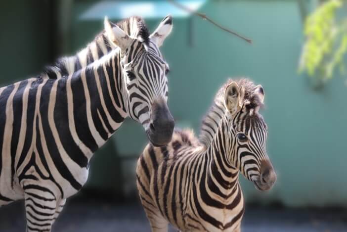 Mãe e filhote de zebra