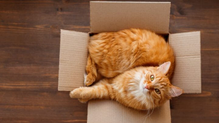 Gato laranja em uma casa de caixa de papelão