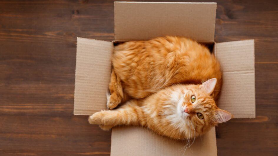 Gato laranja em uma casa de caixa de papelão