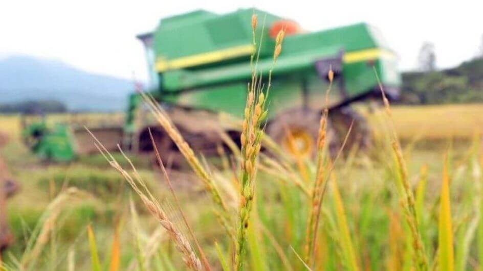 Plantação de arroz em SC