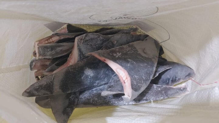 Imagens das barbatanas apreendidas pelo Ibama