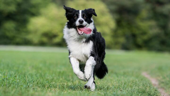 Border collie preto e branco correndo na grama verde