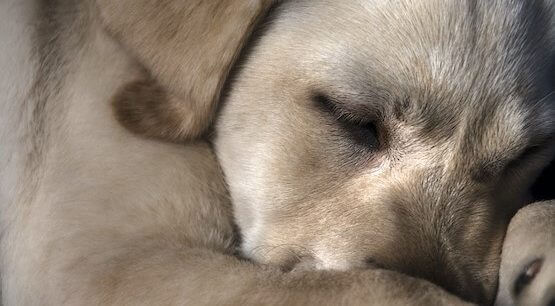 Cachorro