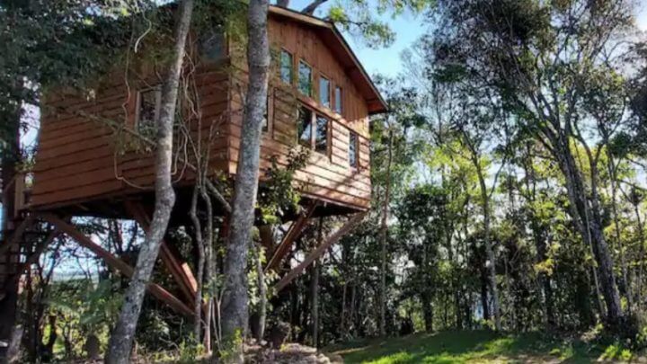 Casa na árvore em meio à floresta