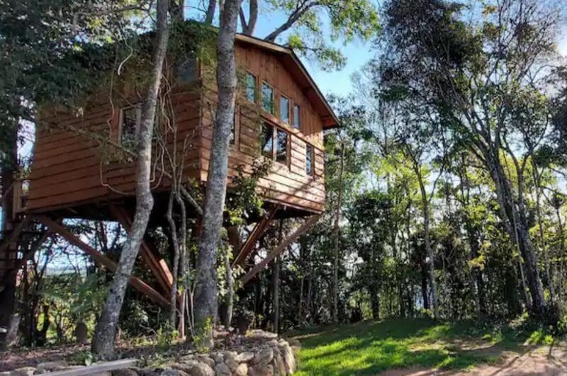 Casa na árvore em meio à floresta