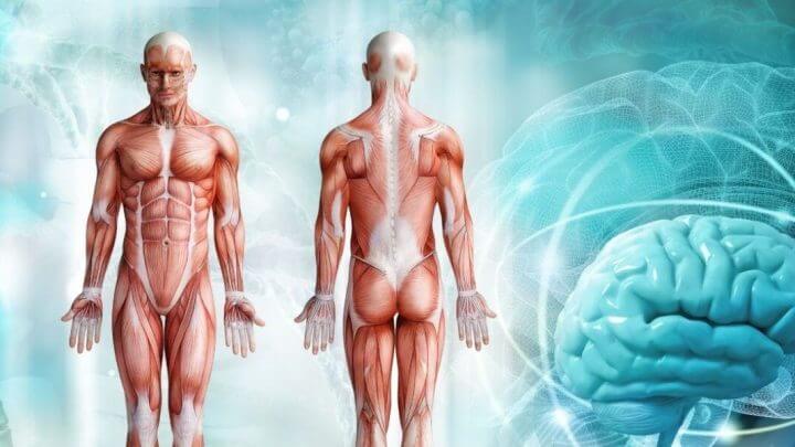 Ilustração anatômica do corpo humano