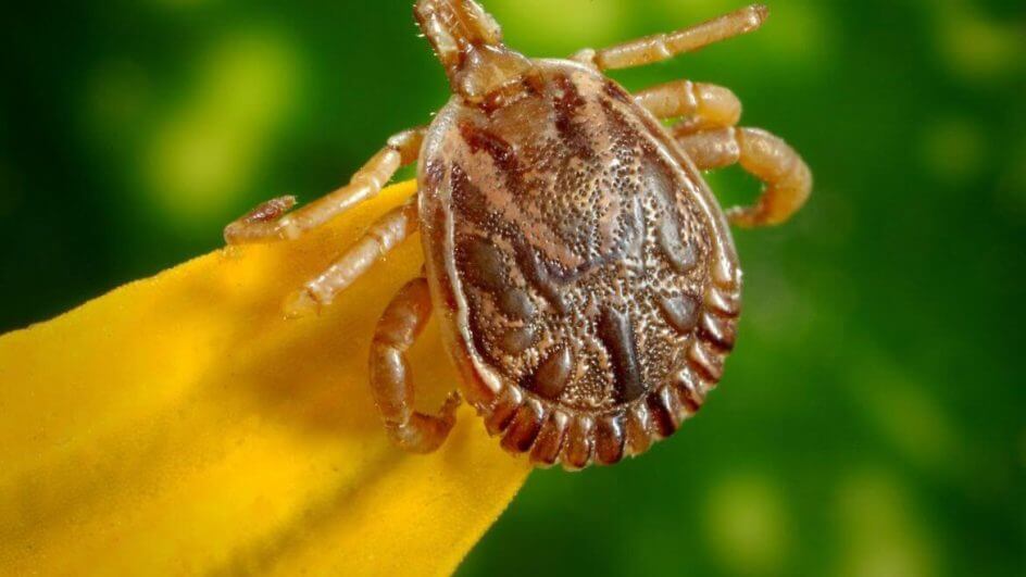 febre maculosa