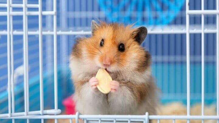 Hambster comendo em uma gaiola azul