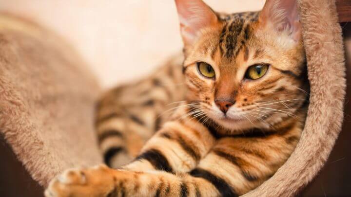 Gato-de-bengala