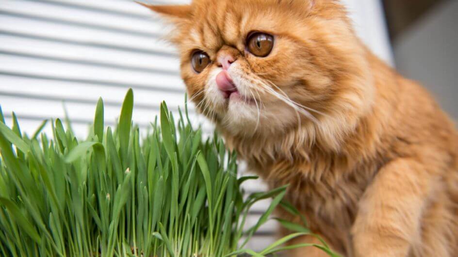 Gato laranja com língua pra fora e olhando grama de milho de pipoca