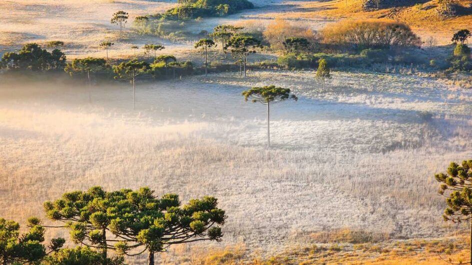 Geada pintou a paisagem na Serra