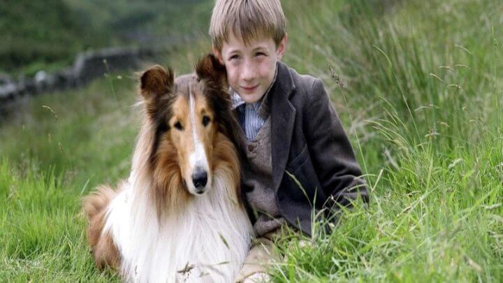 Cachorra Lessie ao lado de menino em campo