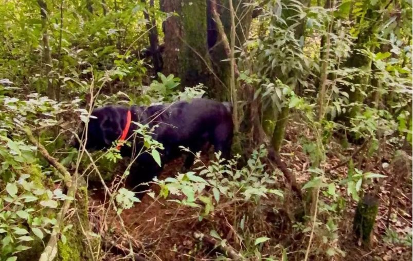 Investigações seguem para descobrir identidade da vítima