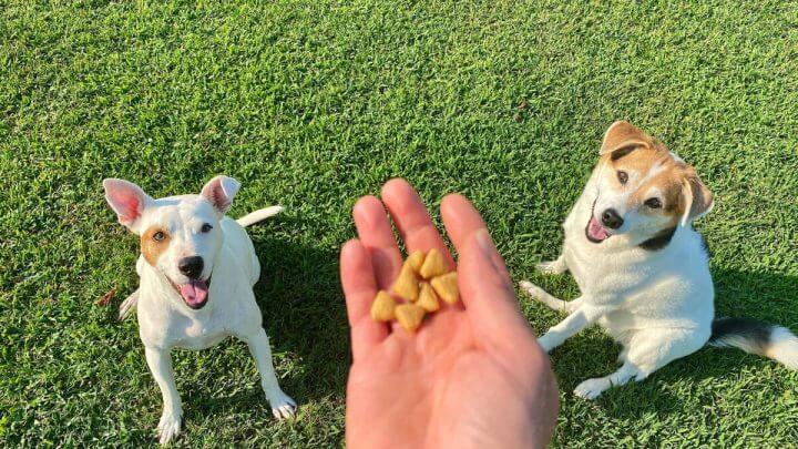 Mão humana com petiscos caninos e dois cachorros sentados na grama