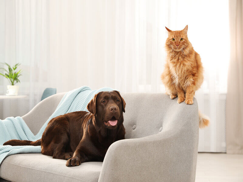 Cachorro deitado e gato sentado em um sofá