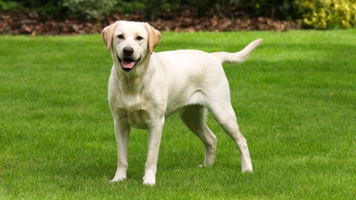 Labrador retriever na grama