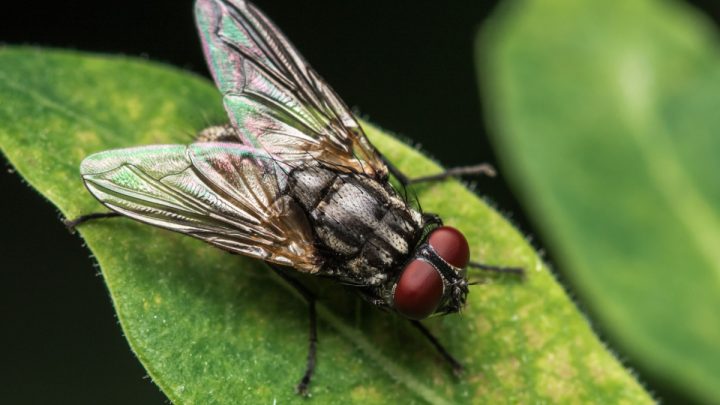 Mosca pousada em uma folha