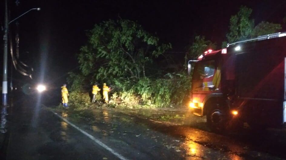 Árvore caiu em rodovia em Trombudo Central