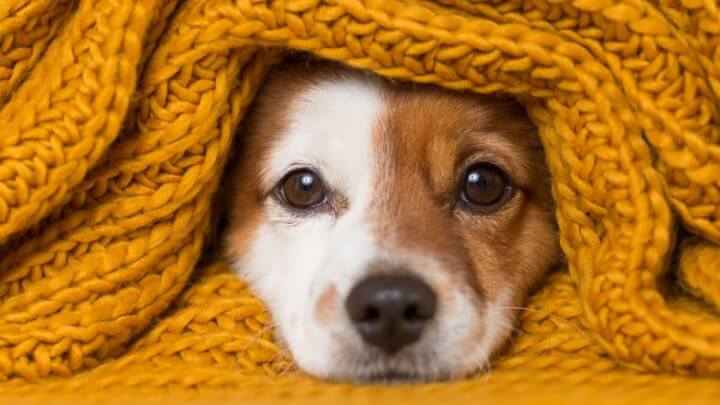 Cabeça de cachorro filhote com cobertor de lã amarela em volta