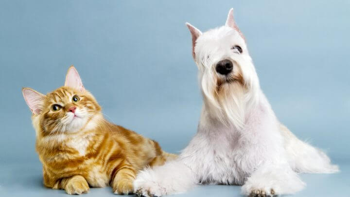 Cachorro e gato deitados em um fundo azul
