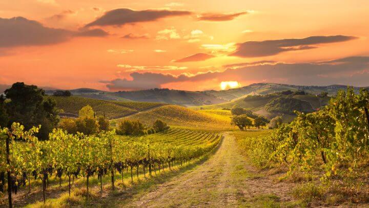 Vinhedo com por do sol e montanhas