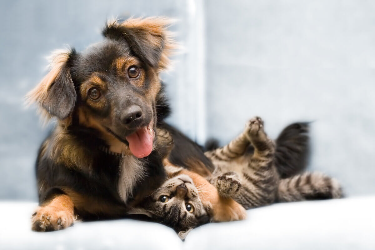Cachorro deitado com a língua para fora e um gato do seu lado deitado de barriga para cima