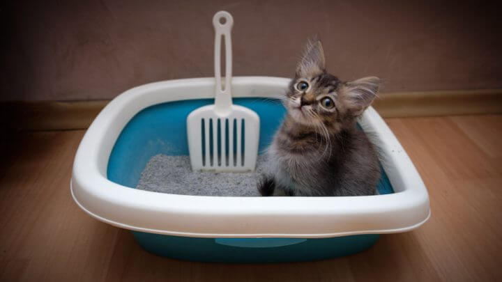 Gatinho cinza sentado na caixa de areia