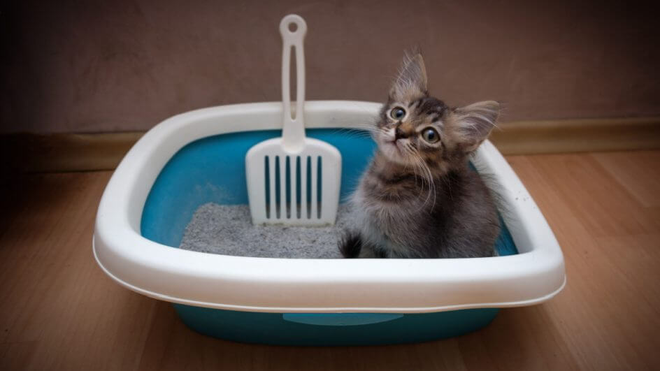 Gatinho cinza sentado na caixa de areia