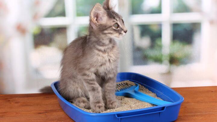 Gato cinza sentando sem cima de uma caixa de areia azul