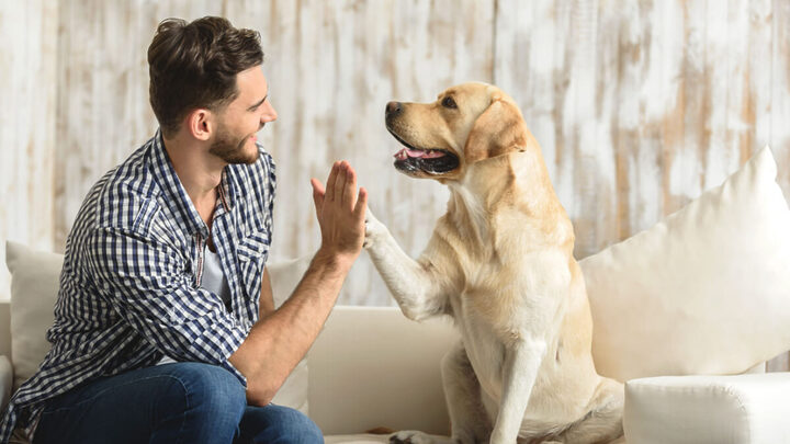 Tutor cumprimentando o pet encostando a mão na pat; gesto "bate aqui"